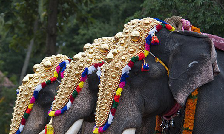 ആനപ്പുറത്തു നിന്നുമൊരു അതിസാഹസിക രക്ഷപെടൽ - വിഡിയോ